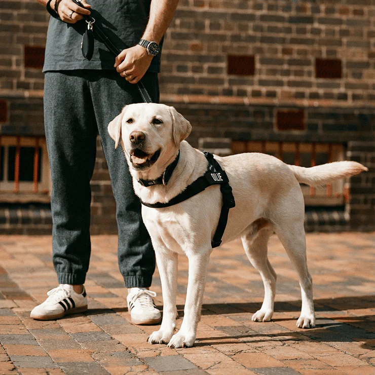 Harnais personnalisé