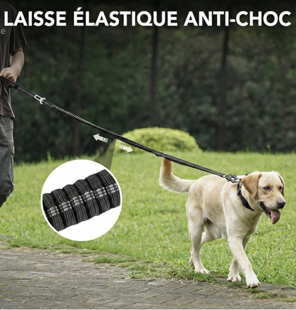 Laisse absorbante élastique